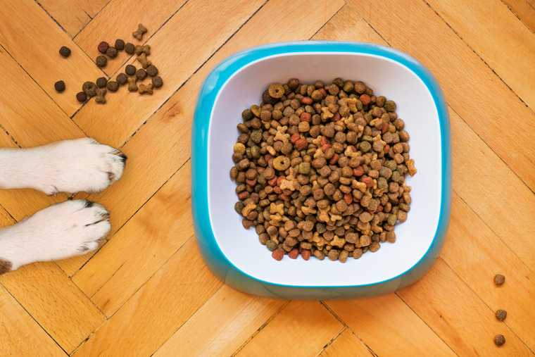 how much food for dog