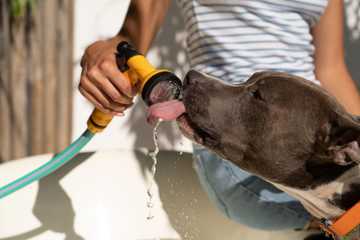 dog food amount by weight
