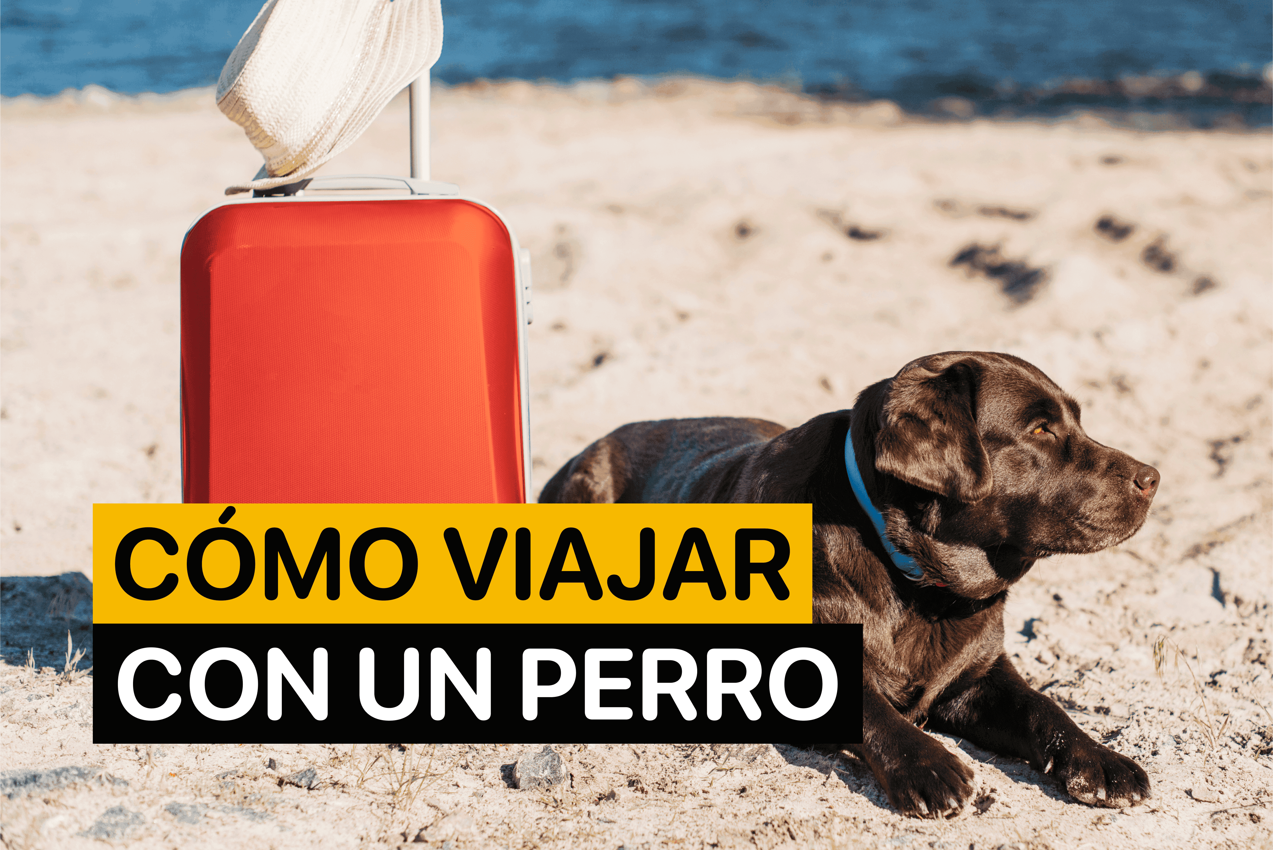 Cómo Viajar Con un Perro