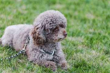 characteristics of a goldendoodle