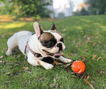 are french bulldogs hard to train