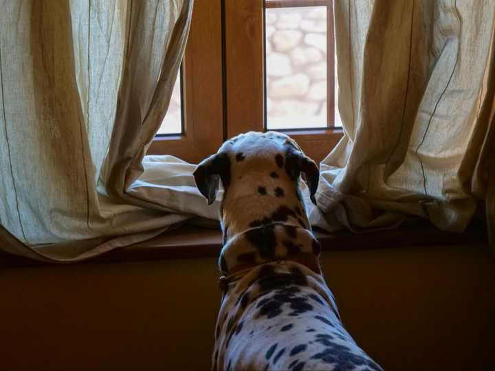Picture of How to Keep Dogs Cool: Outside and Inside the House