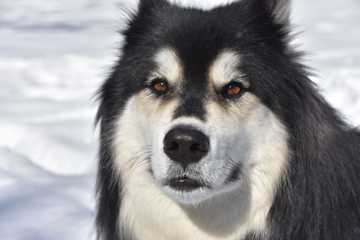 types of snow dogs