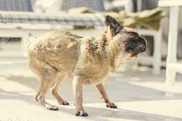 how to get your dog to stop shaking