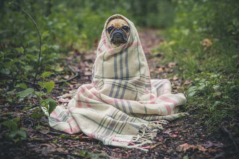 what scares dogs the most