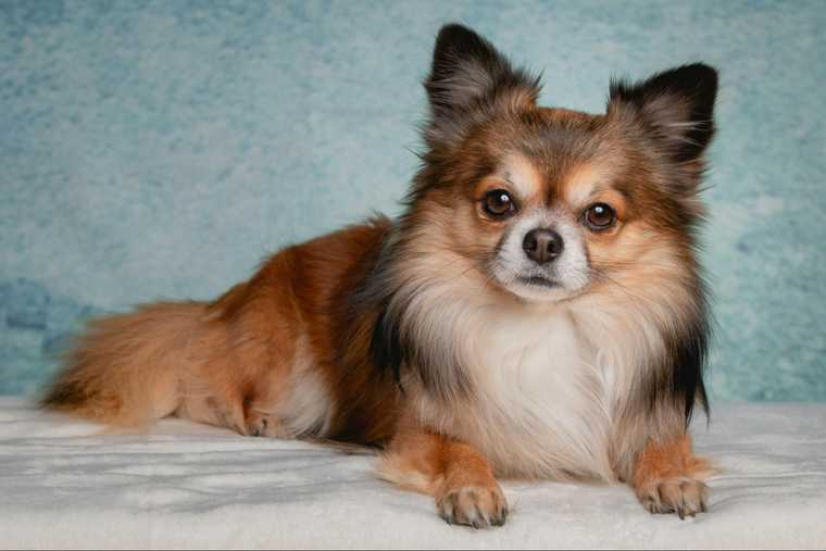 popular girl names for dogs