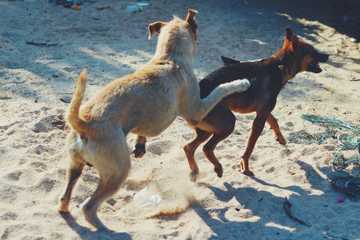 why dogs hump