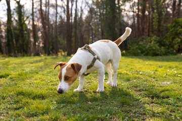 dog doesn't poop outside