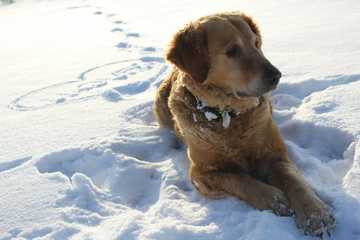 dogs feet in snow