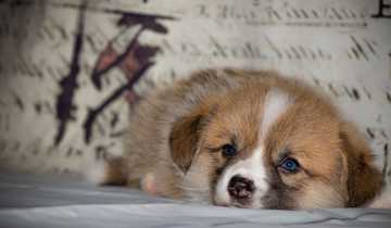 signs my puppy is sick