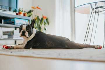 how to cool your dog down