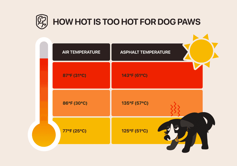how hot is too hot for dog paws