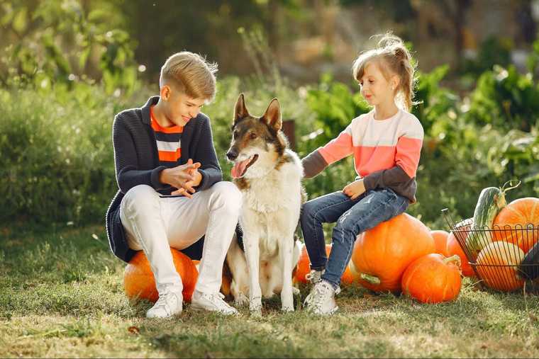 can my dog eat pumpkin