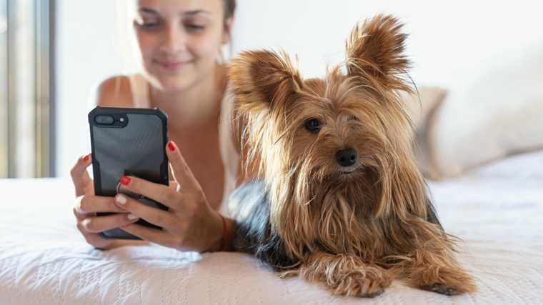 dog health tracker