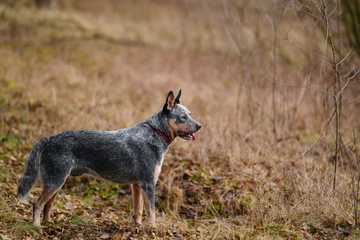 training an australian cattle dog