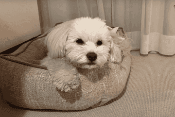 new york dog friendly hotels