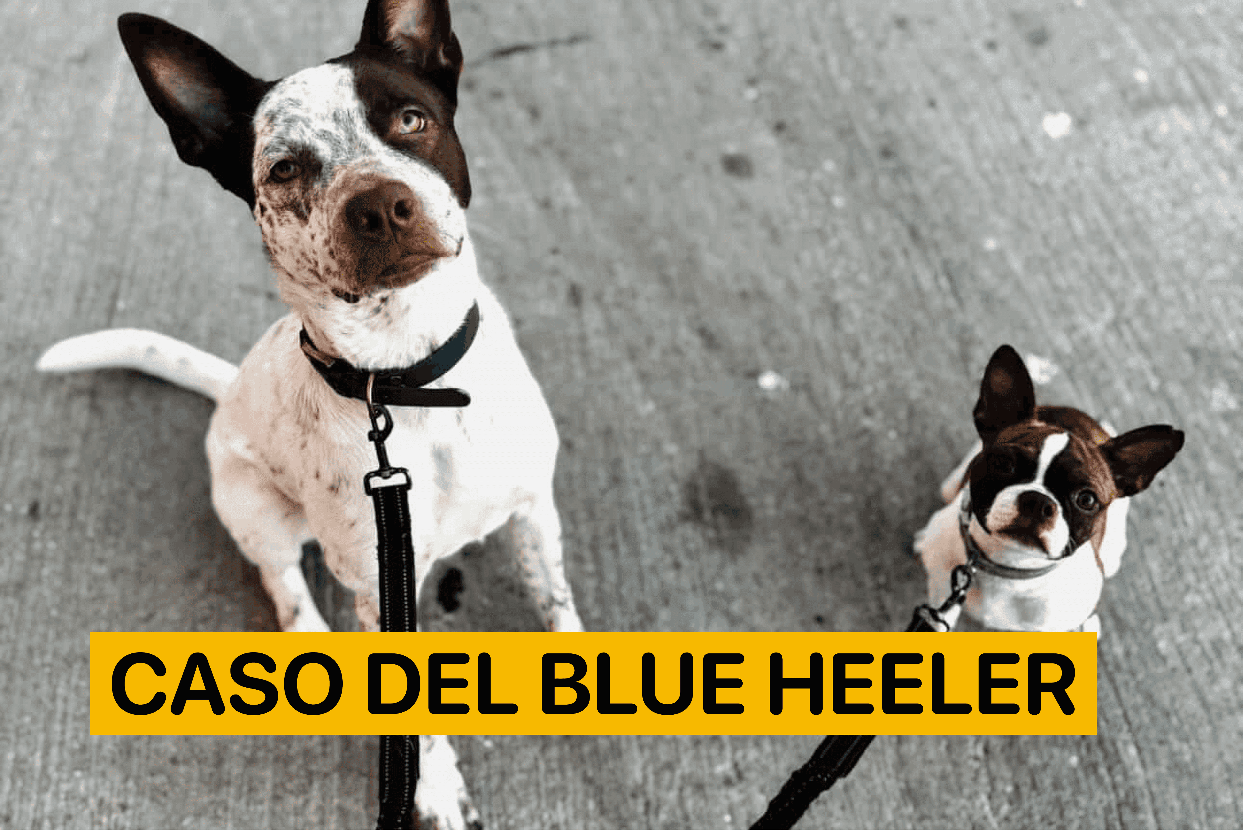 Caso del Blue Heeler