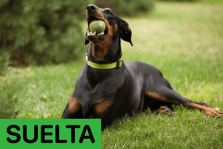 adiestramiento canino comandos para perros