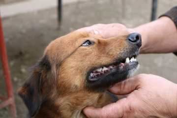 cuidados que necesita un perro