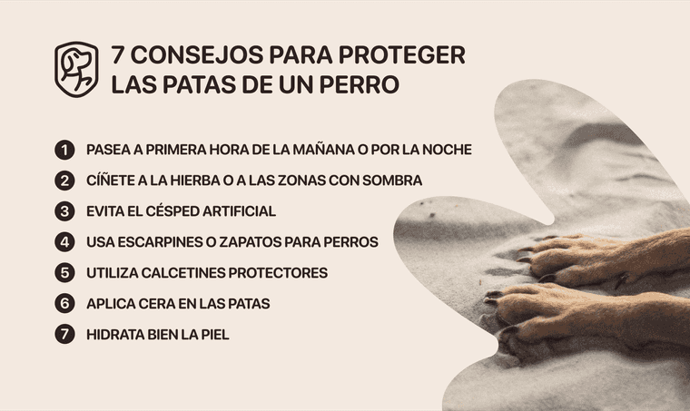 como proteger las patas de los perros del calor