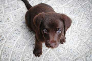 dog fear periods