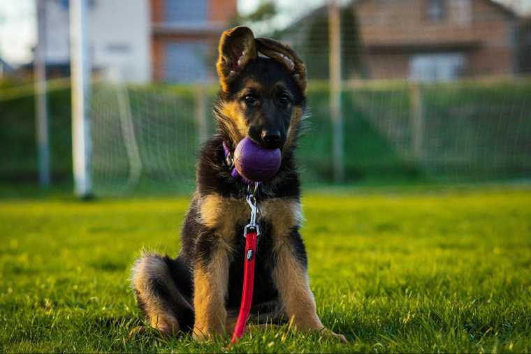 what is the most common dog name