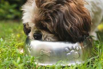 first time dog owner tips