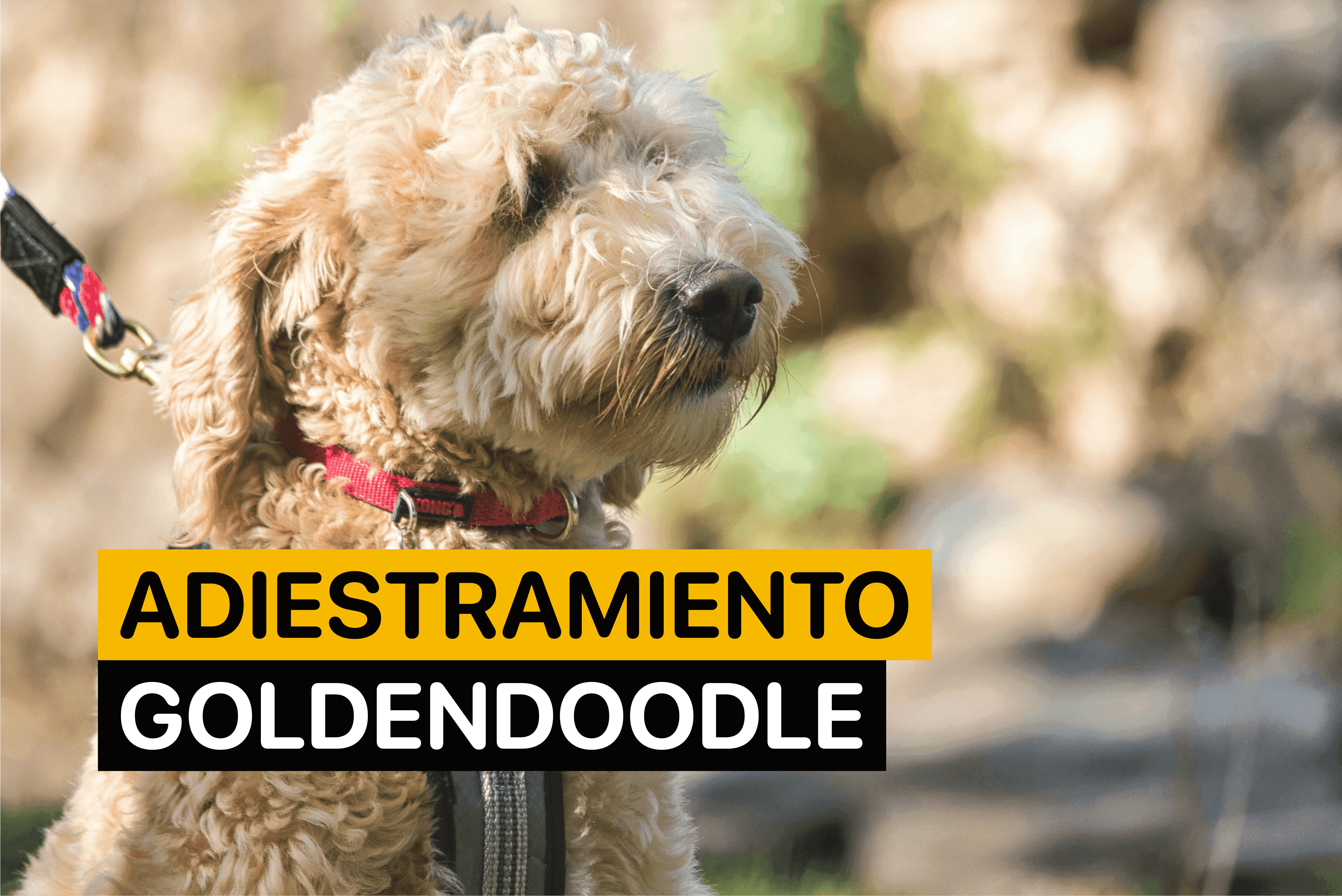 goldendoodle cachorro