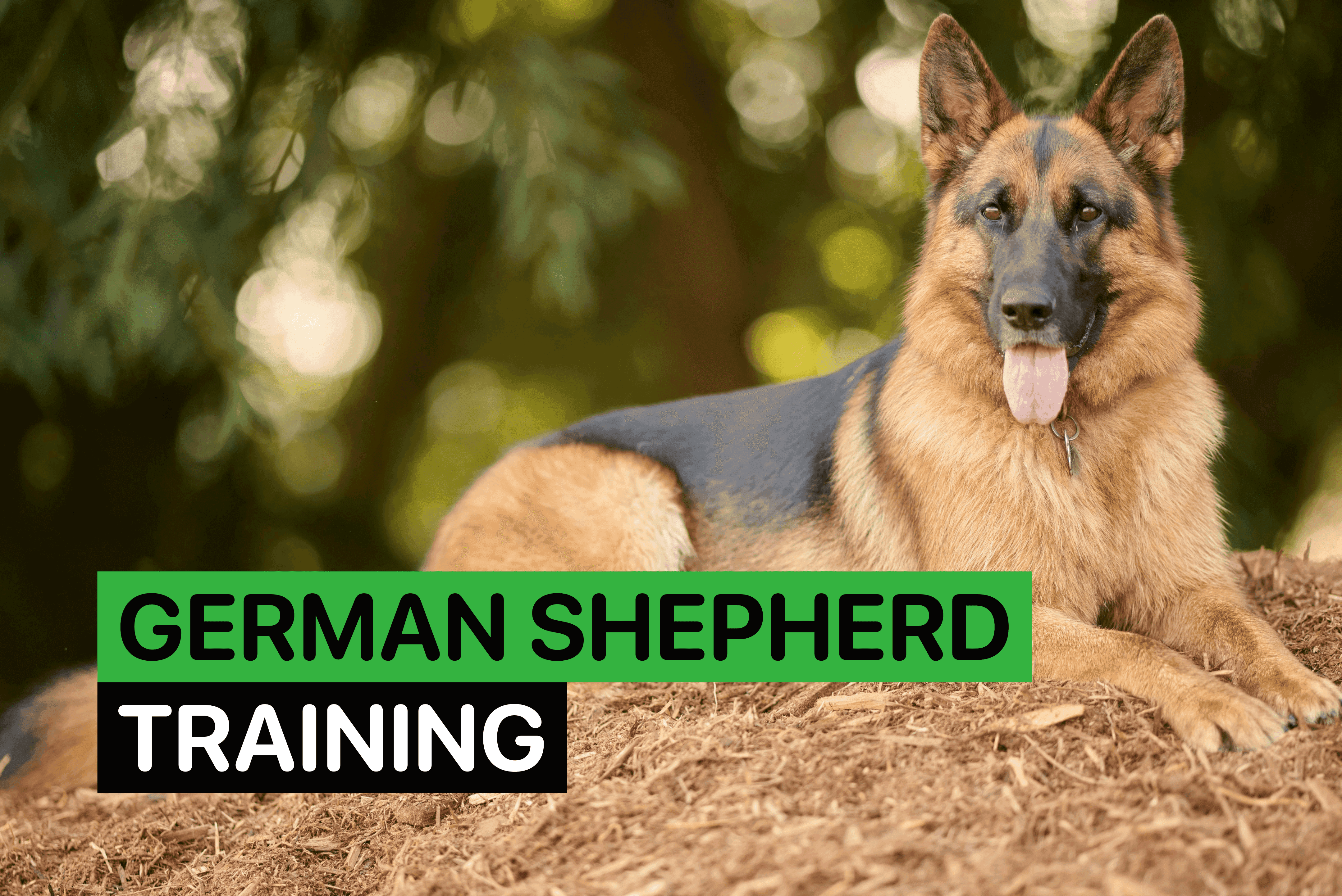 German Shepherd training