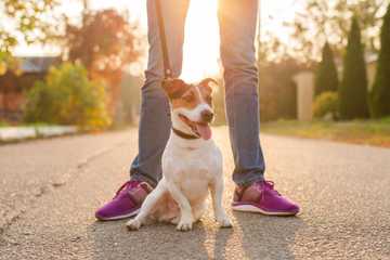como educar a un cachorro de 3 meses