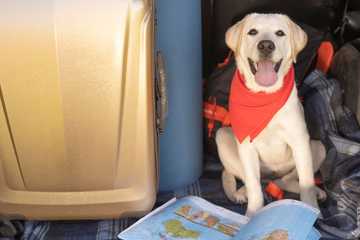 que se necesita para viajar con un perro en avion