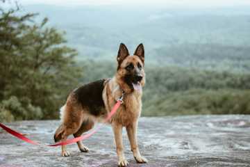 alsatian dog