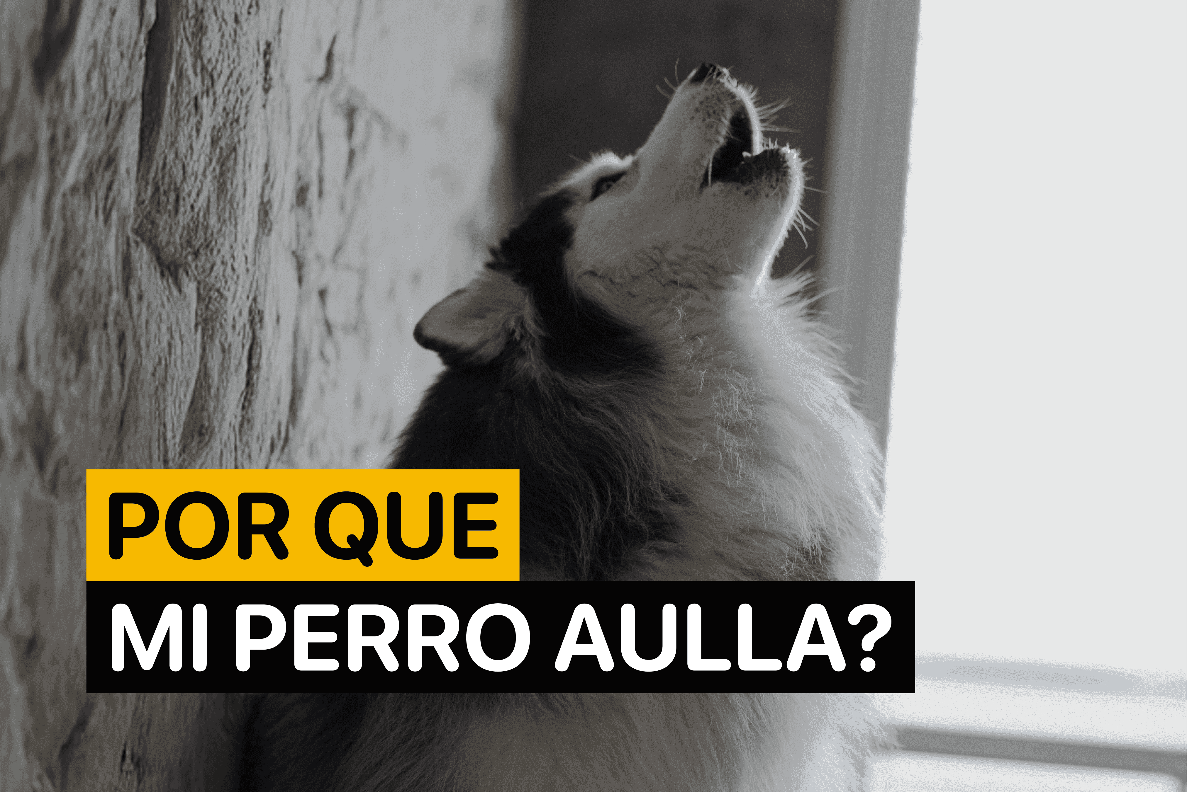 Por Que Mi Perro Aulla