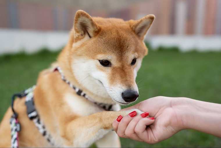 como enseñar a dar la pata a un perro
