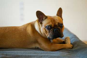 how to train french bulldogs