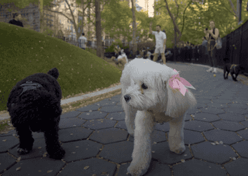 dog friendly parks nyc