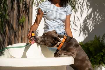 dog heat stroke recovery