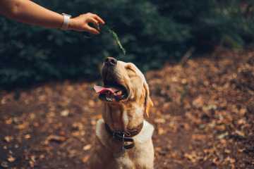 juegos de inteligencia para perros