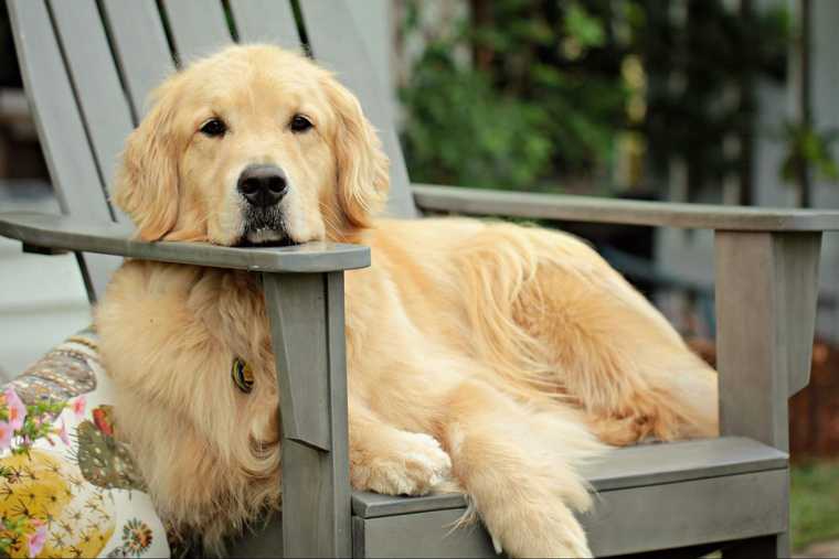 characteristics of a golden retriever