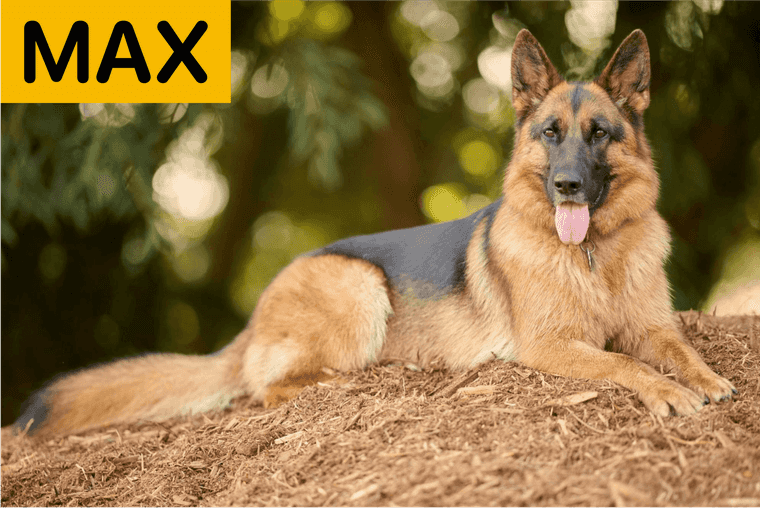 popular dog names male