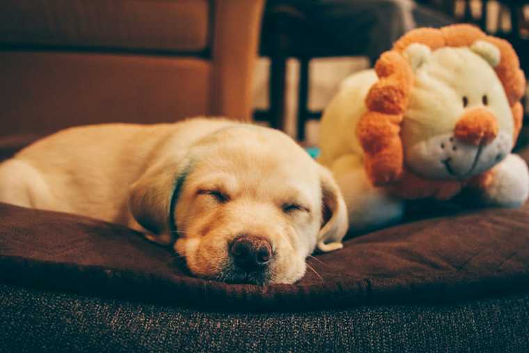 como hacer para que un cachorro duerma toda la noche