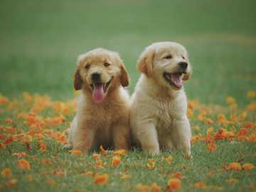 how to train your puppy