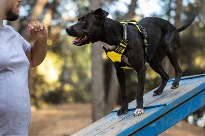 How To Rescue How to Train Your Shelter or Rescue dog?