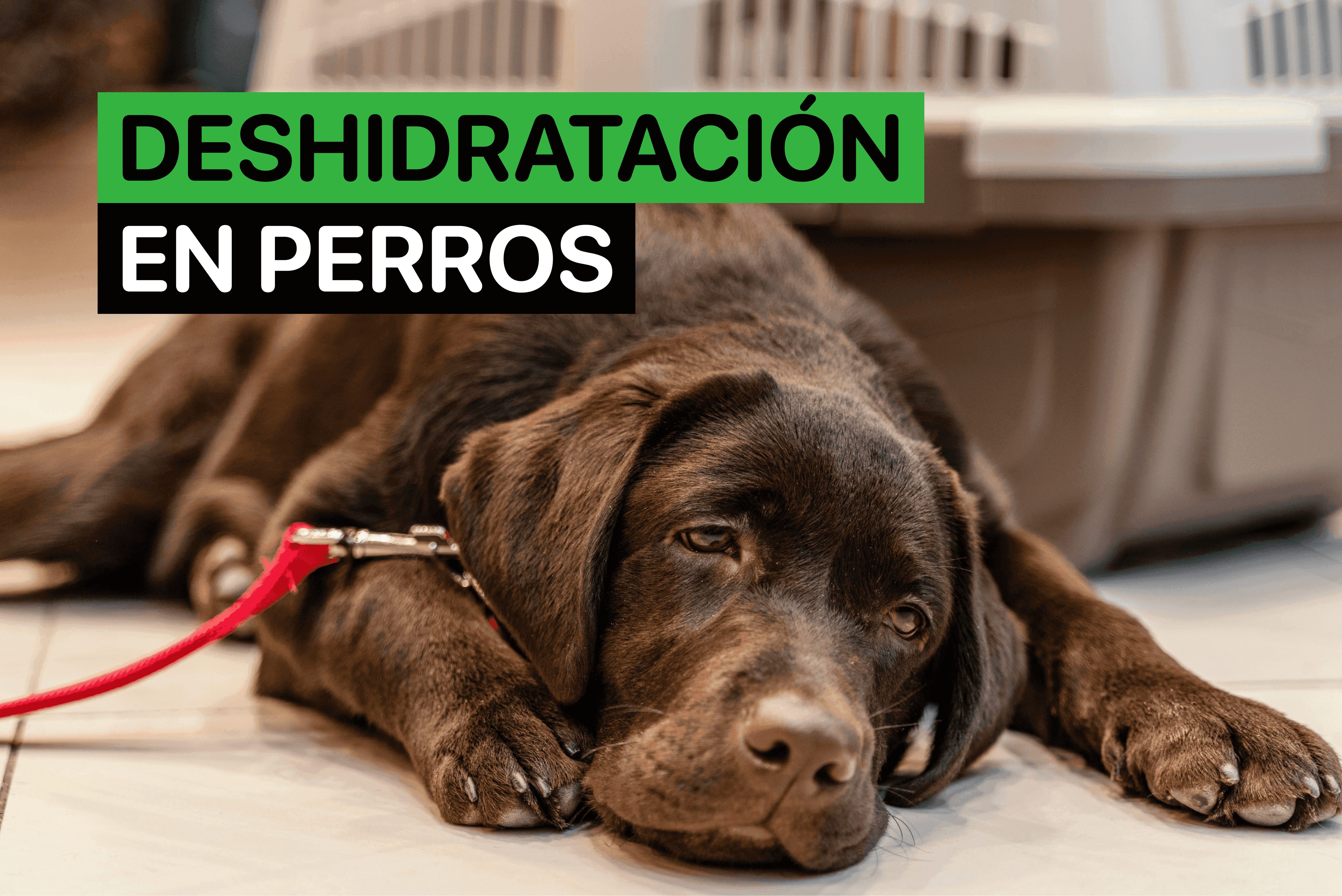 como saber si mi perro esta deshidratado