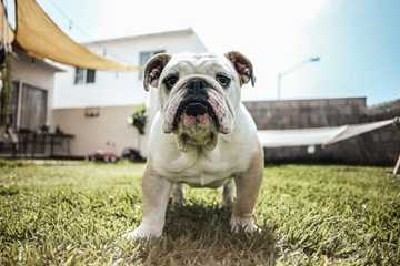 dog overheating treatment