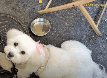 dog friendly cafes nyc