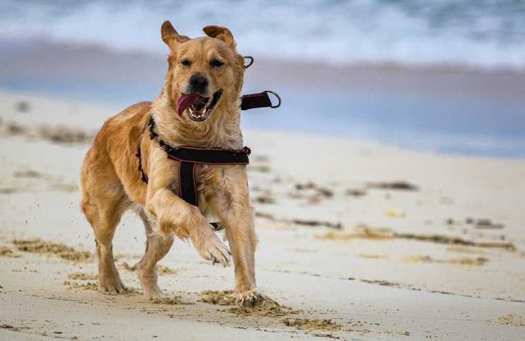 what helps dogs with anxiety
