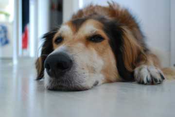 como evitar que los perros hagan pozos