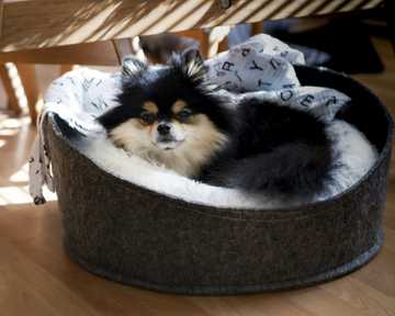 helping dogs with anxiety