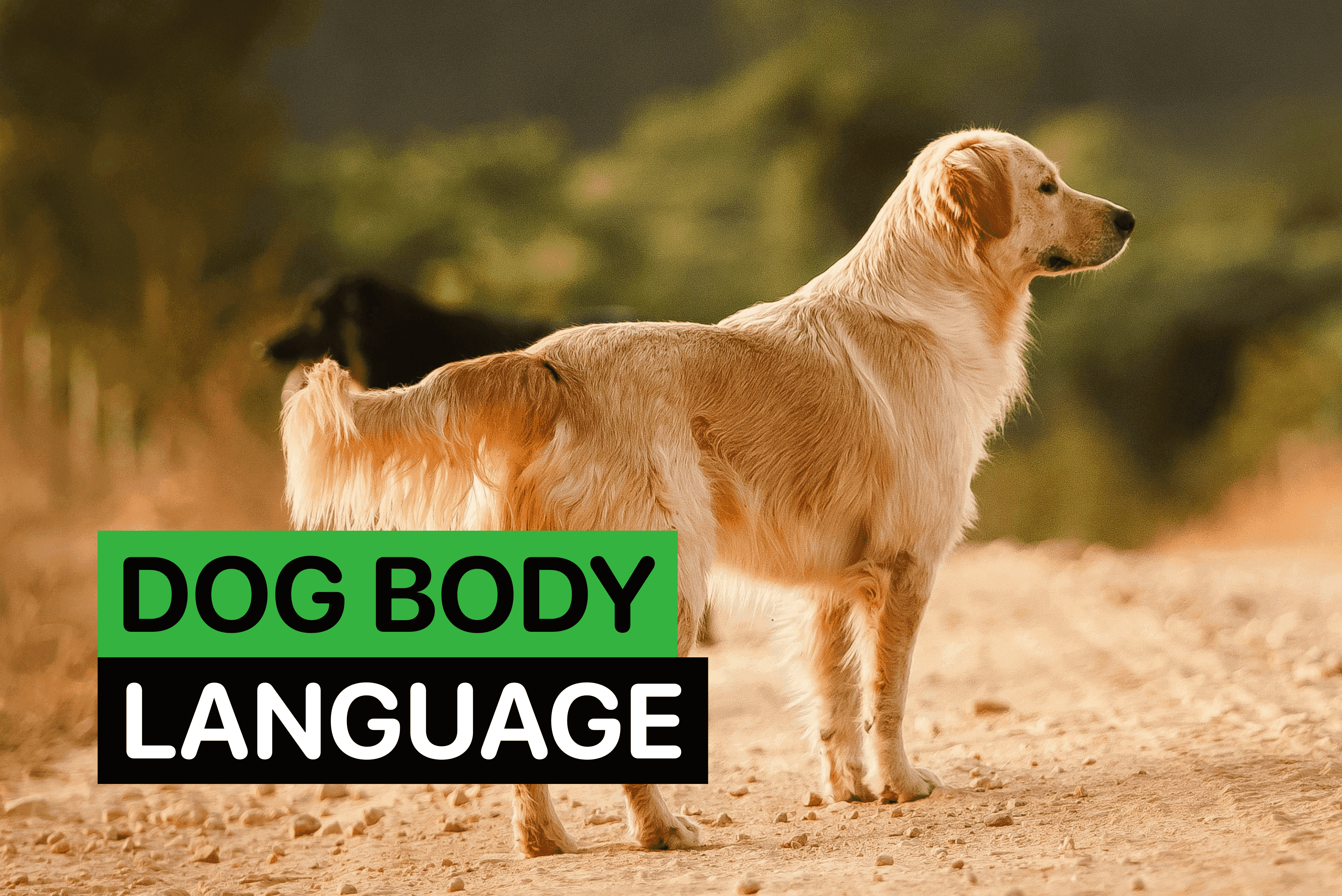 dog body language explained